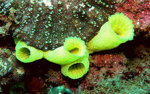 poriferi poriferi