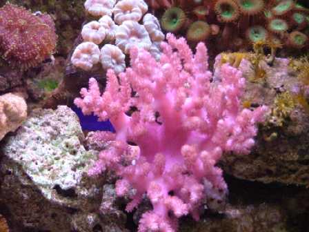 alimentare i coralli