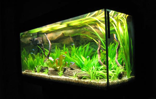 L'acquario di Carlo Augugliaro L'acquario di Carlo Augugliaro