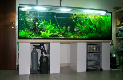 L'acquario di Davide Lupini