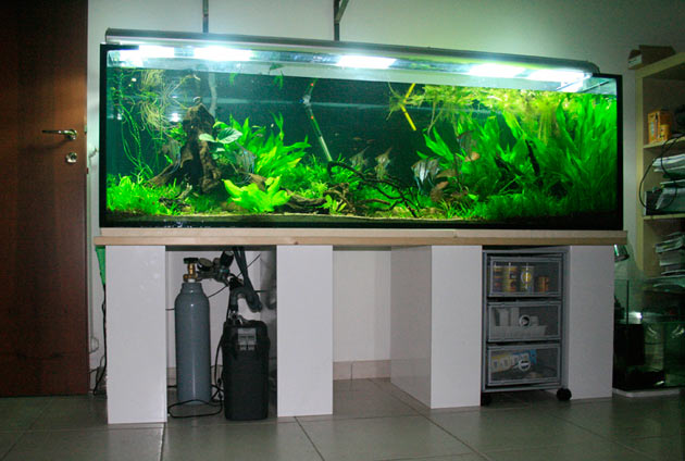 L'acquario di Davide Lupini