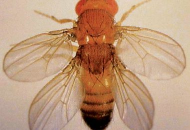 moscerino dell'aceto (Drosophila melanogaster)