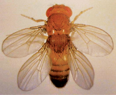 moscerino dell'aceto (Drosophila melanogaster)