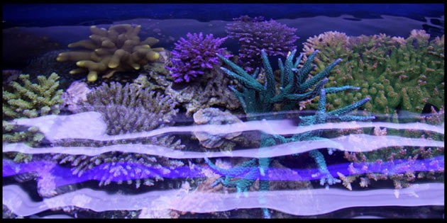 L'acquario di Andrea Dazzi