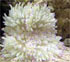 anemoni