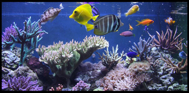 L'acquario di Andrea Dazzi