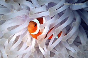 Pesce marino amphiprion oceallaris