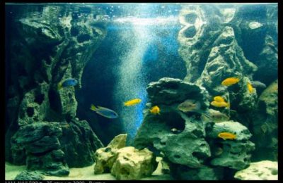 Sfondo 3d per acquari