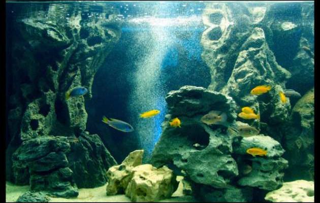 Sfondo 3d per acquari