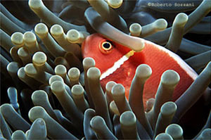 Pesce marino Amphiprion