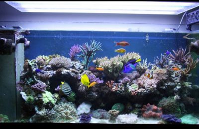 L'acquario di Andrea Dazzi