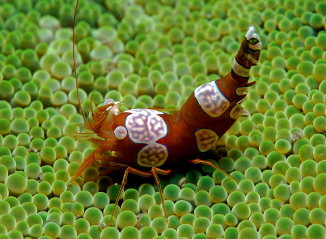 Gamberetto marino Thor amboinensins