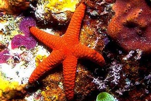 Stella marina fromia sp