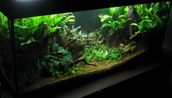 L'acquario di Andrea Nosi