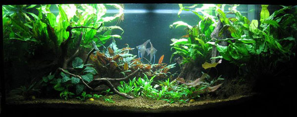 L'acquario di Andrea Nosi