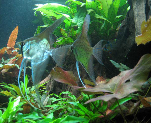 L'acquario di Andrea Nosi