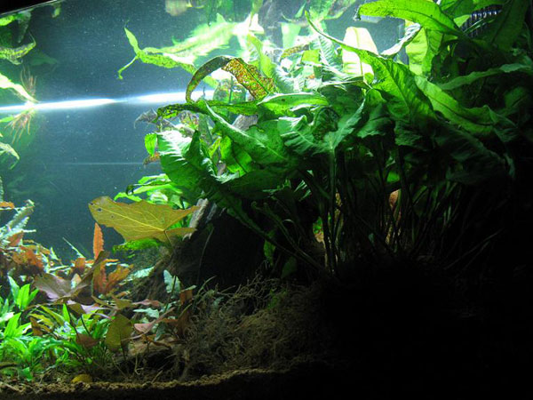 L'acquario di Andrea Nosi