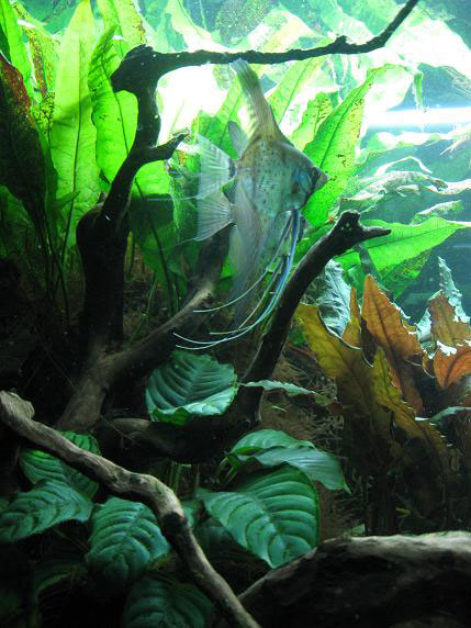 L'acquario di Andrea Nosi