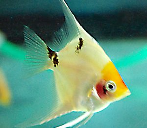 Pterophyllum scalare