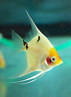 Pterophyllum scalare