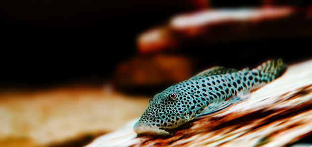 Chaetostoma sp (HECKEL in TSCHUDI 1845)