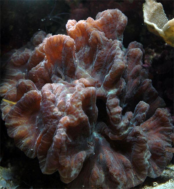 Pectinia paeonia