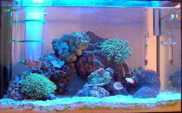 L'acquario di Daniele L'acquario di Daniele