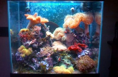 L'acquario di Simone Colombi
