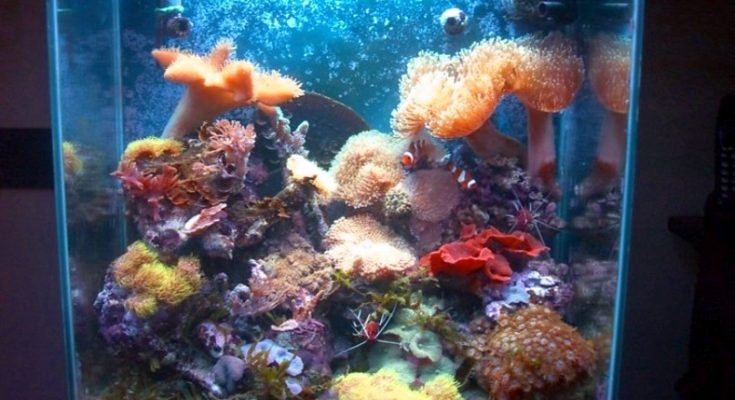 L'acquario di Simone Colombi