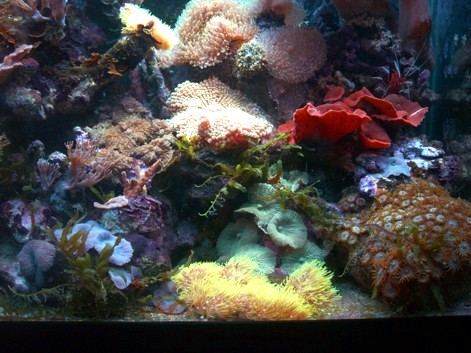 L'acquario di Simone Colombi L'acquario di Simone Colombi