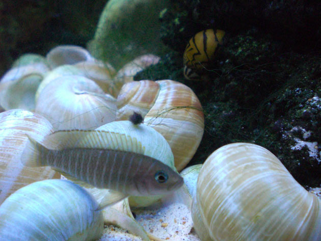 Pesce dolce Lamprologus similis