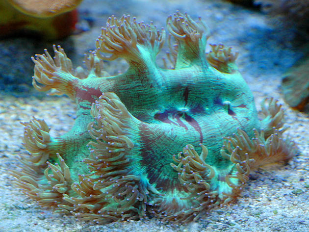 FAQ invertebrati marini Catalaphyllia
