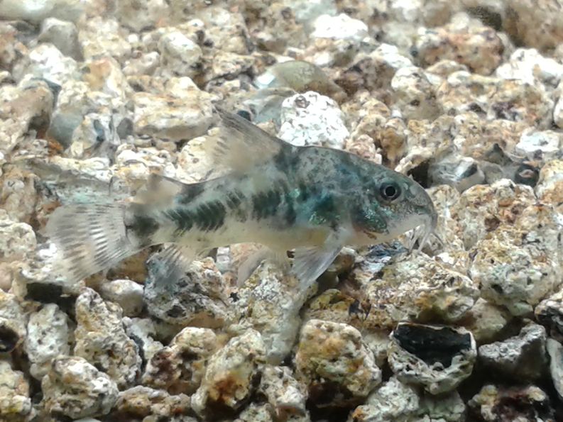Corydoras paleatus