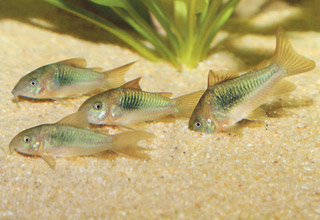 Corydoras aeneus