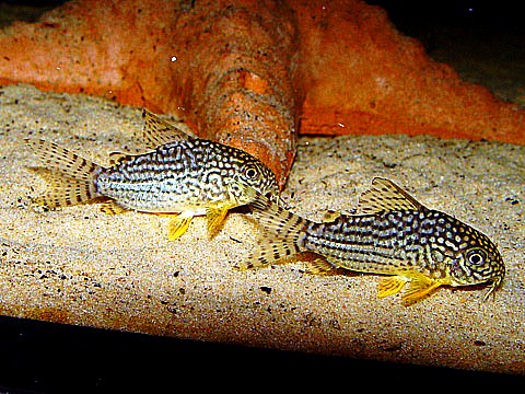 Corydoras sterbai