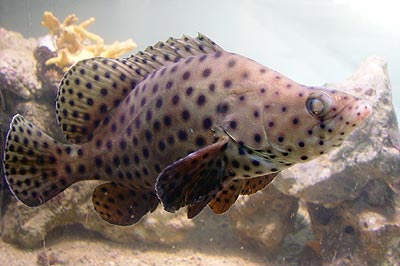 pesce da acquario marino