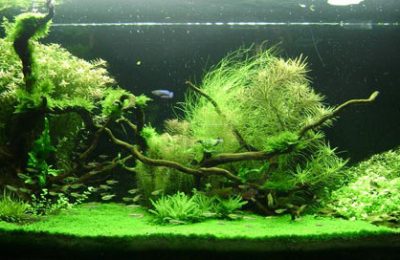 L'acquario di Angelo Leonardi