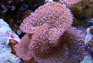 corallimorfari rhodactis