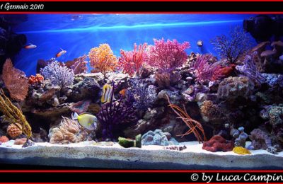 L'acquario di Luca Campini