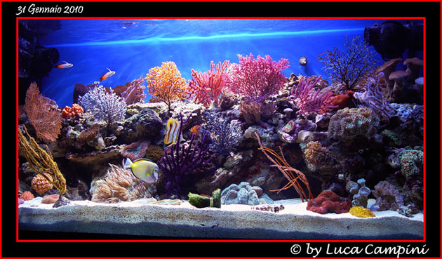 L'acquario di Luca Campini