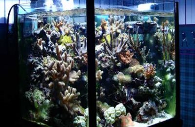 L'acquario di Stefano Ventilati