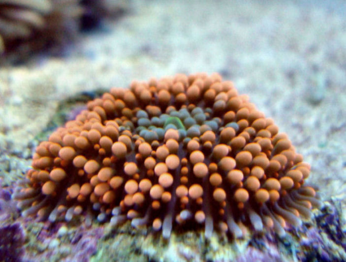 Ricordea florida