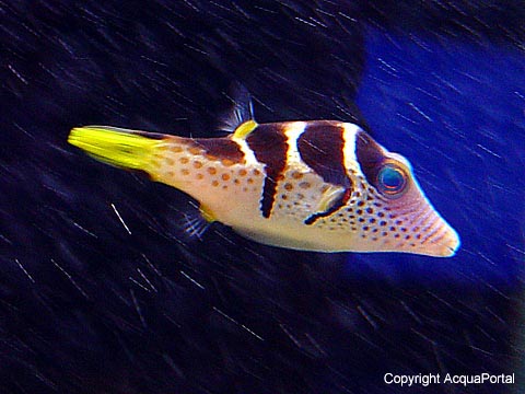 Canthigaster valentini