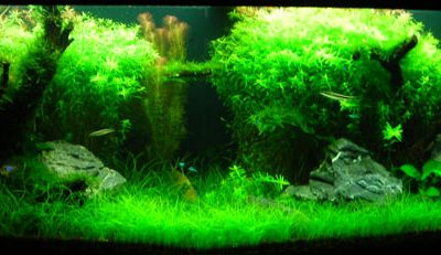 L'acquario di Gianluca Agnelli