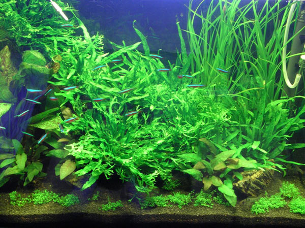 L'acquario di Simo