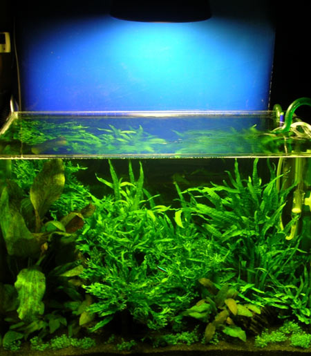 L'acquario di Simo
