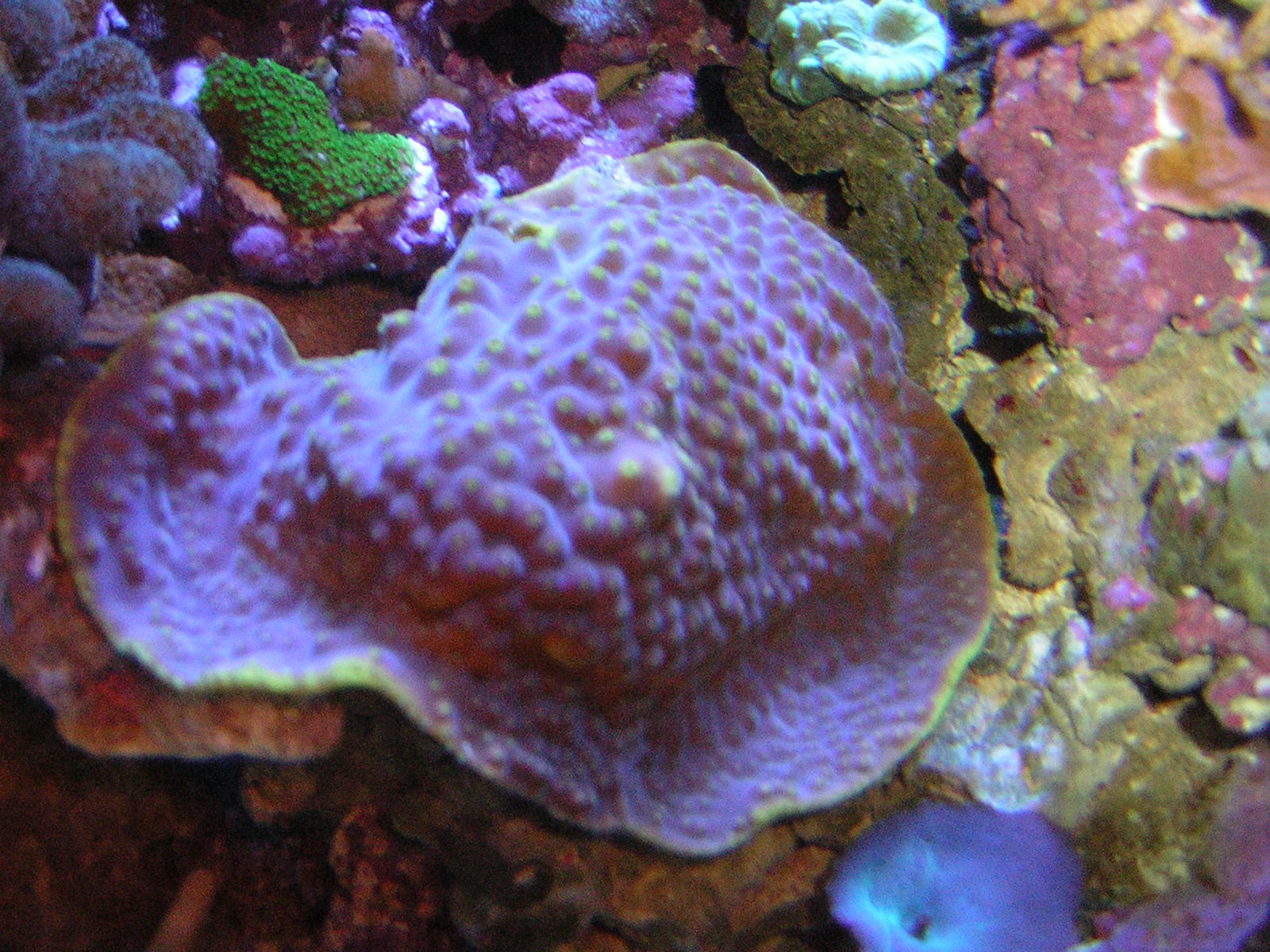 Turbinaria Reniformis