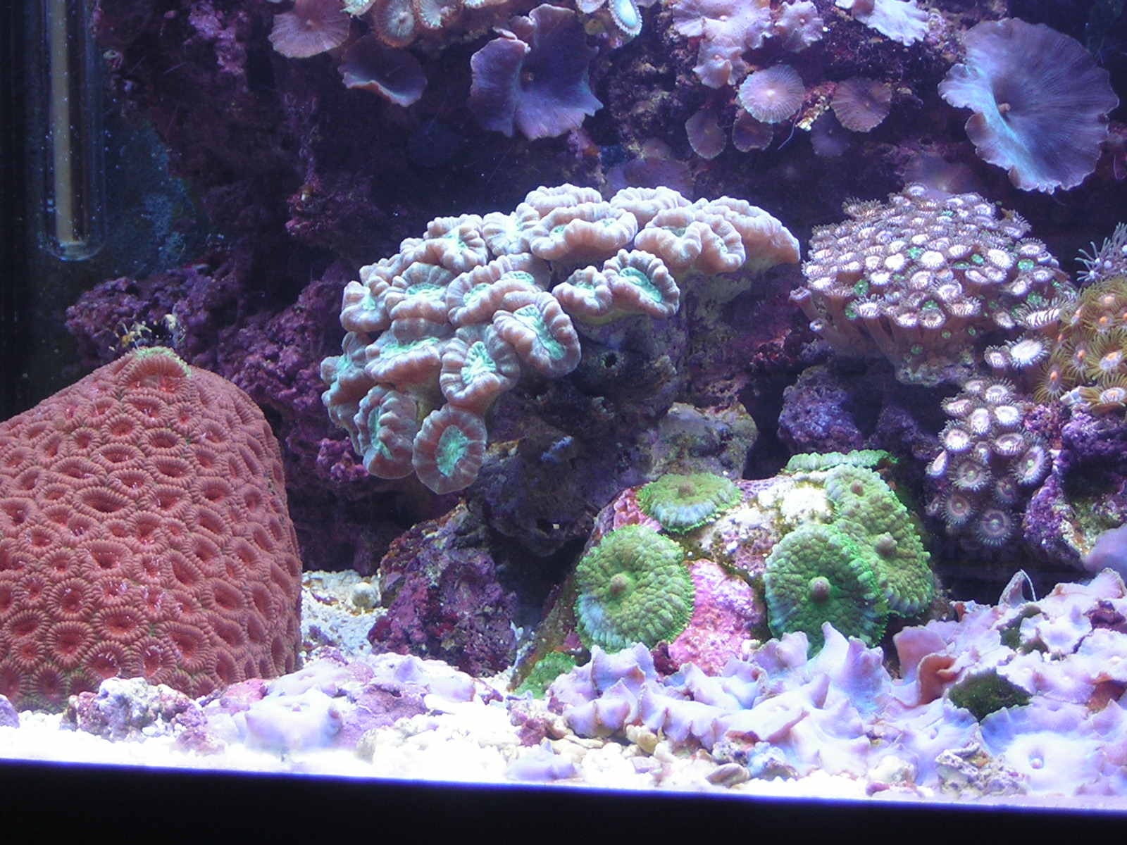 L'acquario di Luca la Torre