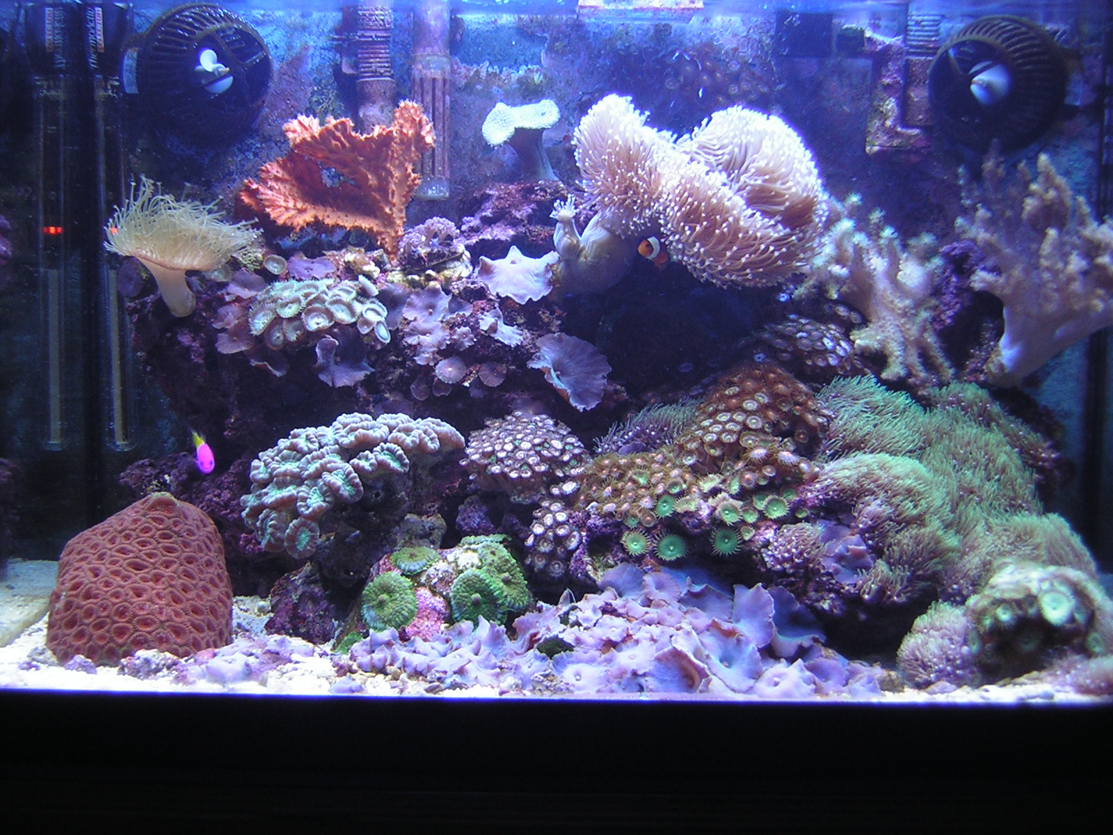 L'acquario di Luca la Torre