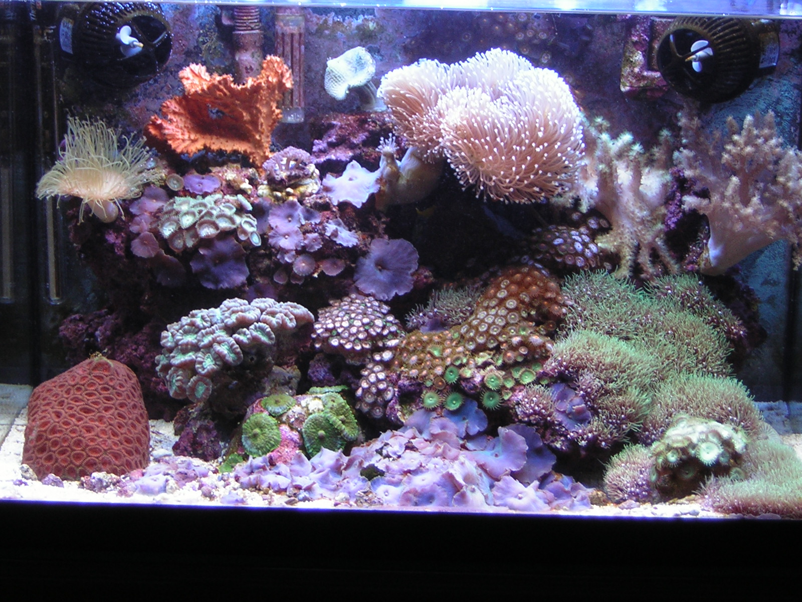 L'acquario di Luca la Torre